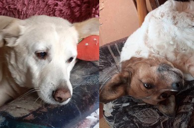 Chcete spraviť radosť 2 psíkom?